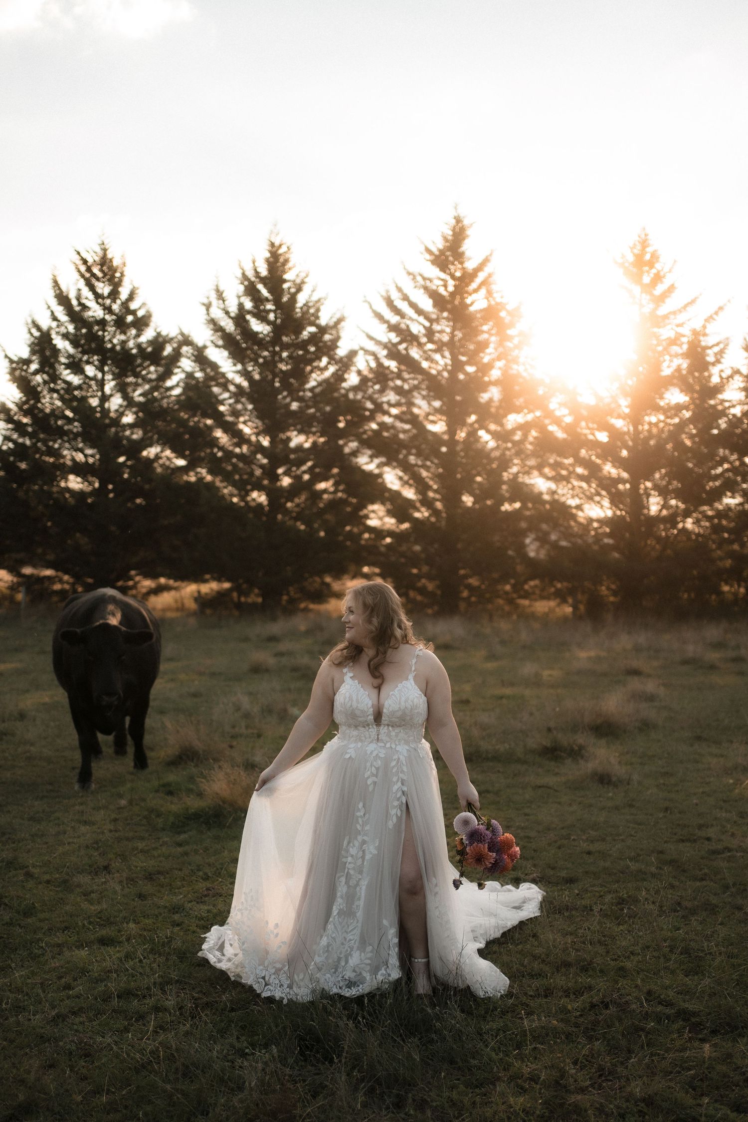 Romantic sunset wedding scene in a field with grazing cattle and a flowing white lace dress against golden light.