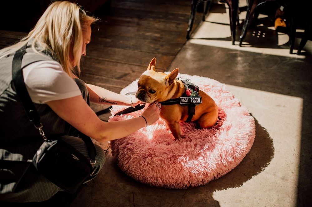 A dog rests on a pink fluffy round pet bed while someone adjusts it for comfort.