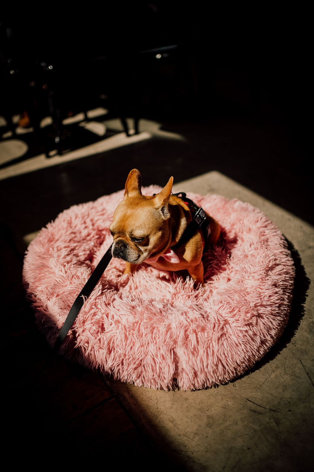 A small chihuahua dog rests on a round pink fluffy cushion in dramatic lighting.