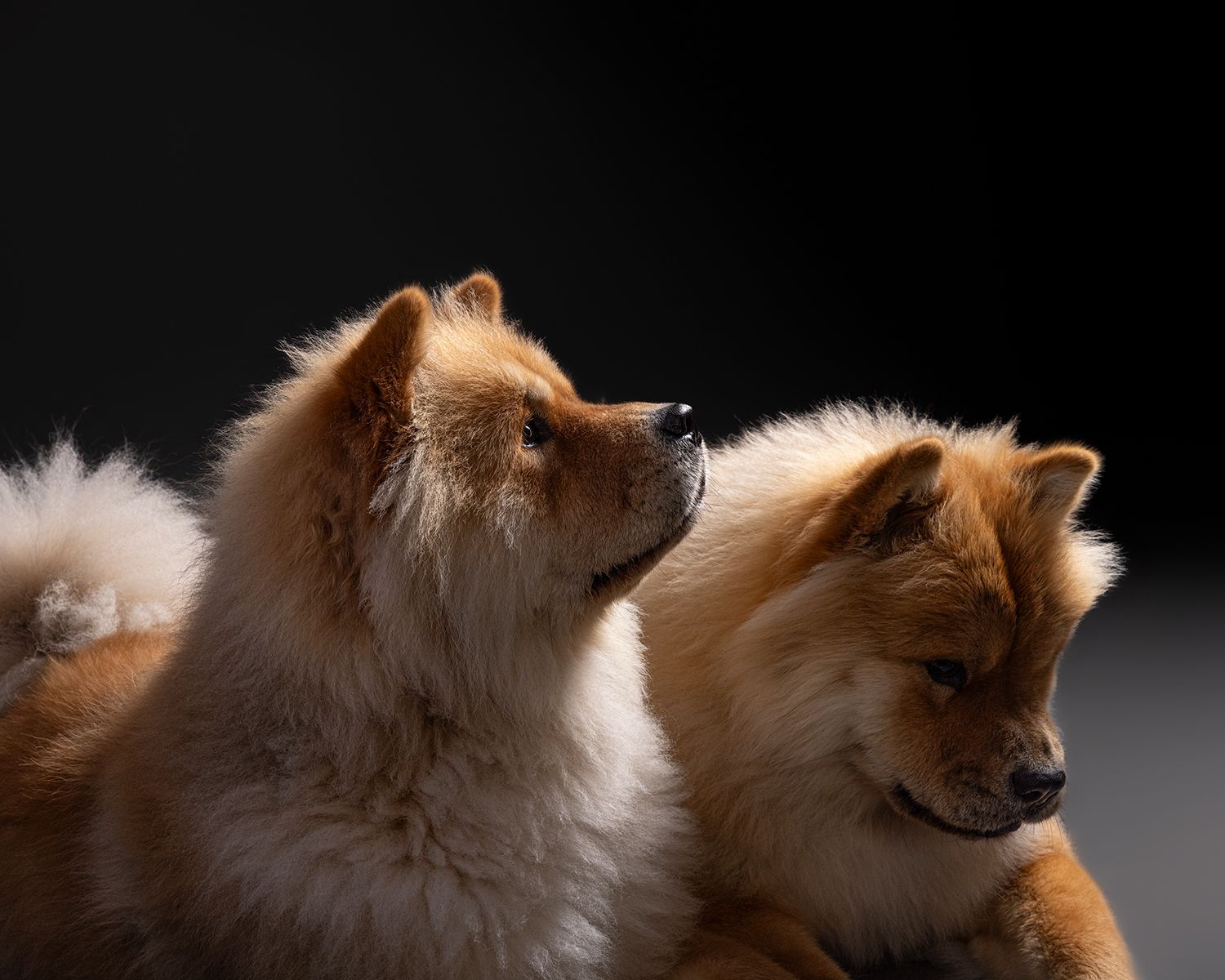 Two fluffy Chow Chow dogs with golden-brown fur posed together against a dark studio background.