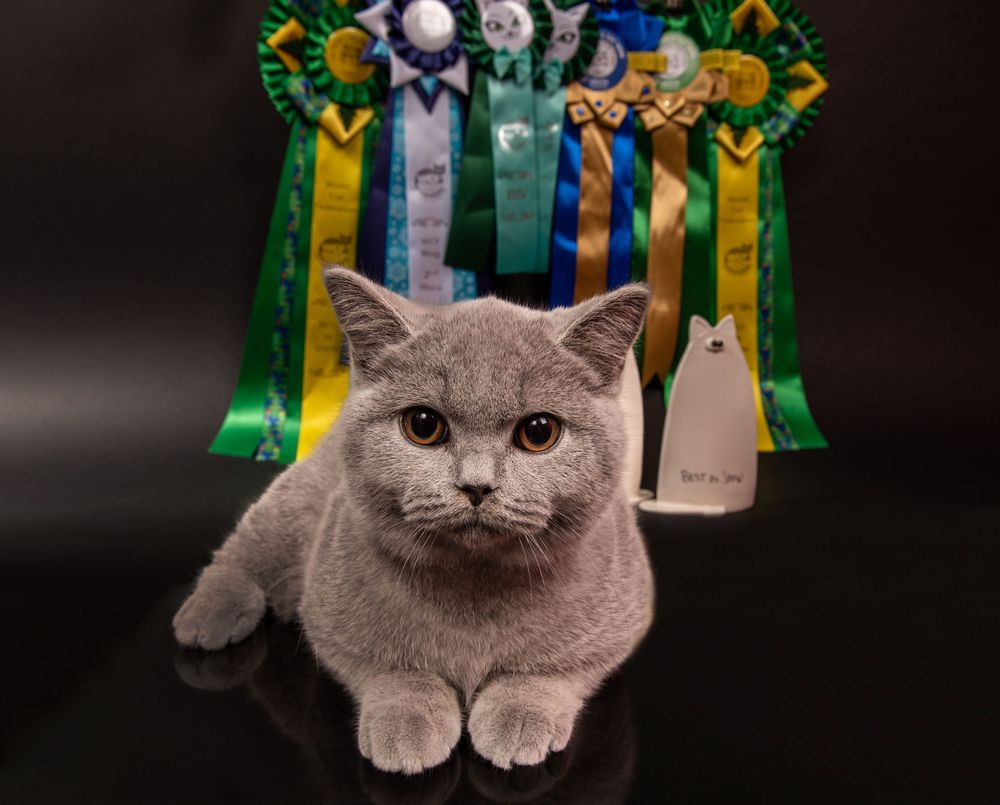 Cats Studio Split Photo Agency