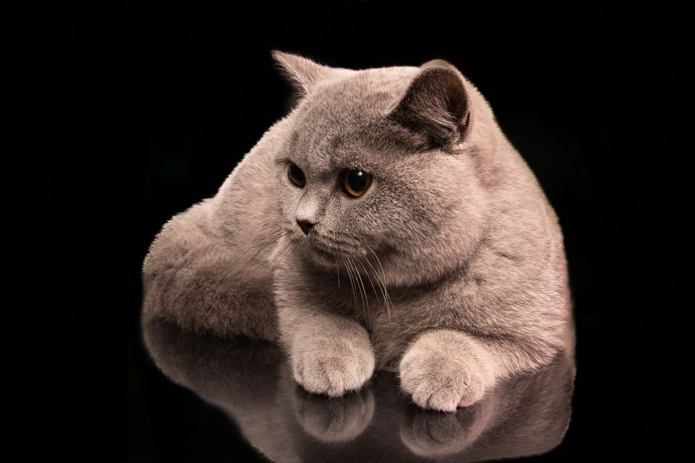 Cats Studio Split Photo Agency