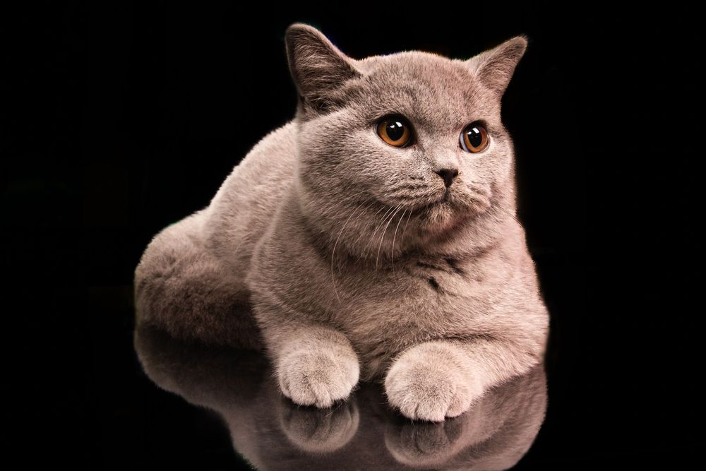 Cats Studio Split Photo Agency