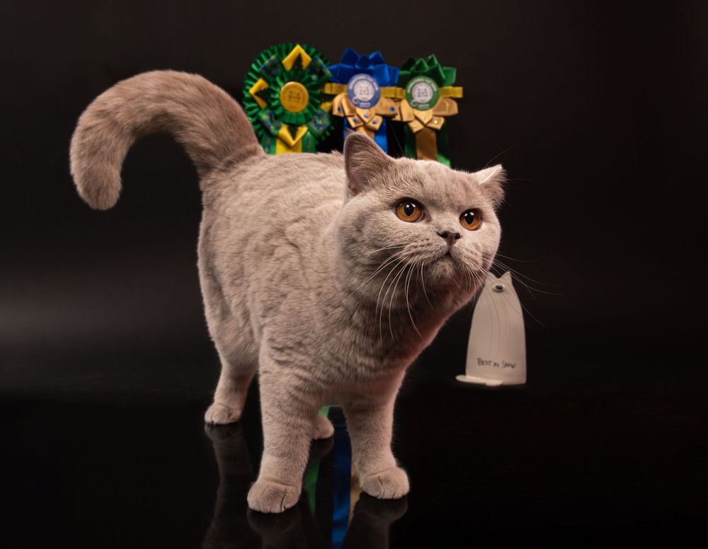 Cats Studio Split Photo Agency