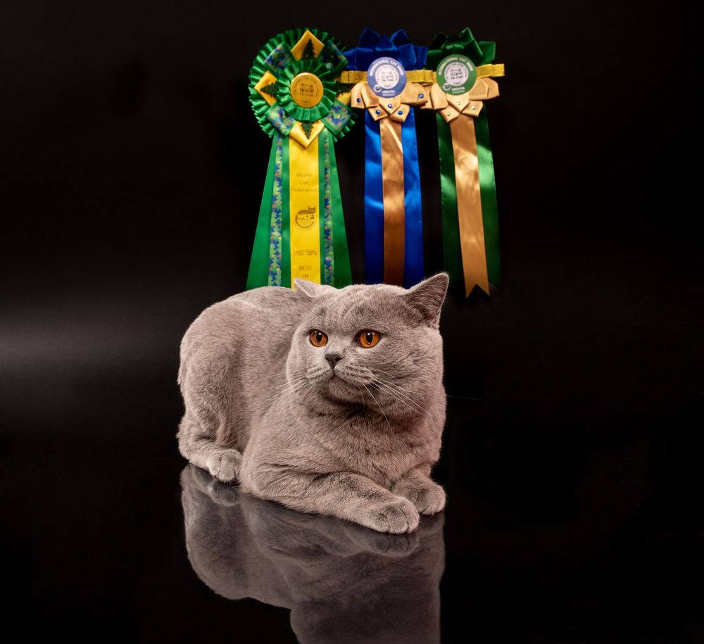 Cats Studio Split Photo Agency