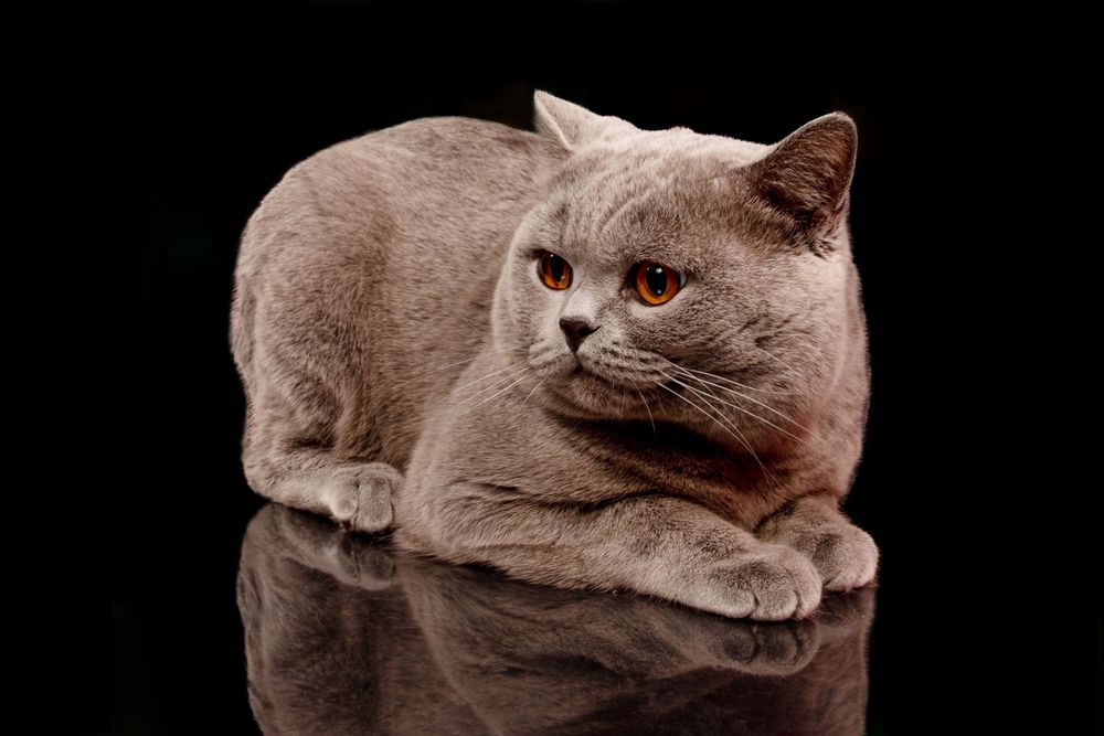 Cats Studio Split Photo Agency