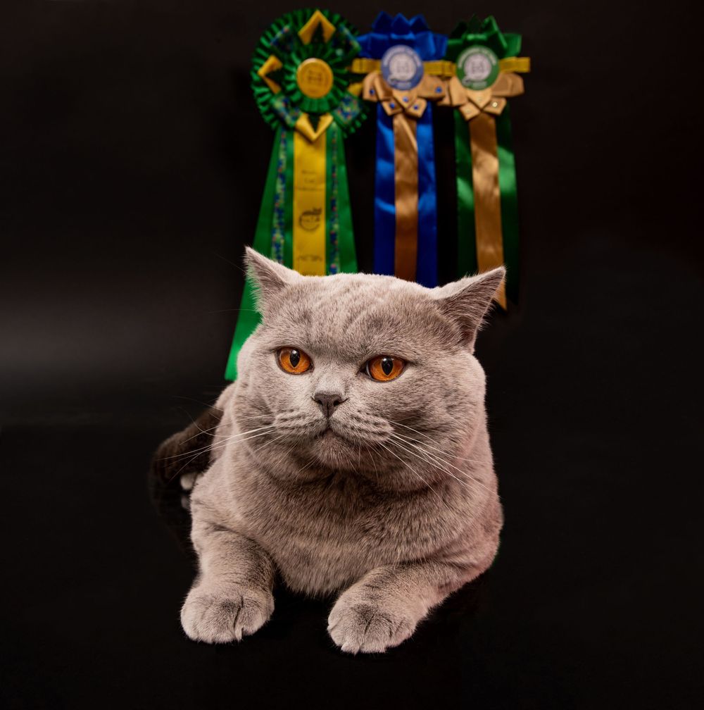 Cats Studio Split Photo Agency
