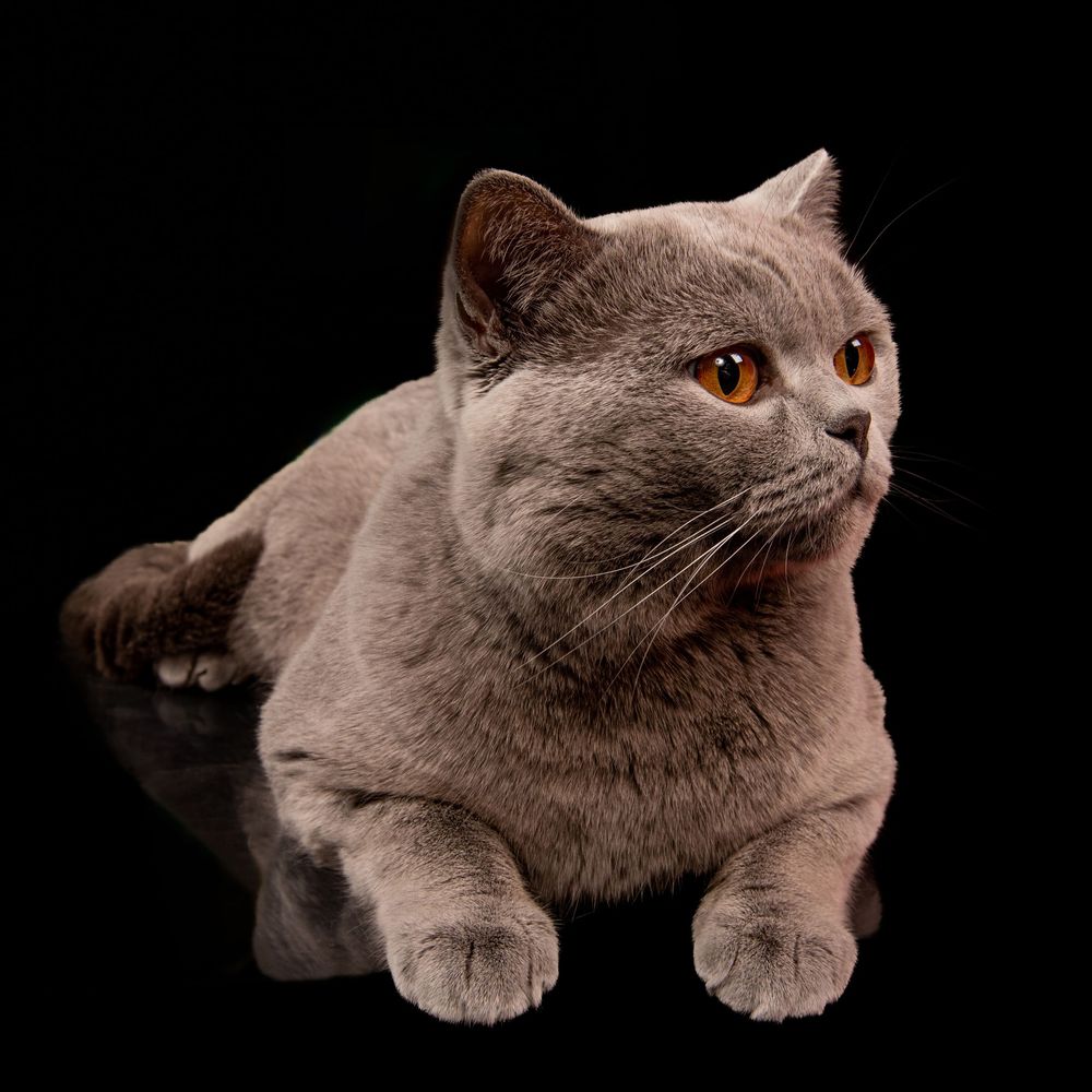 Cats Studio Split Photo Agency