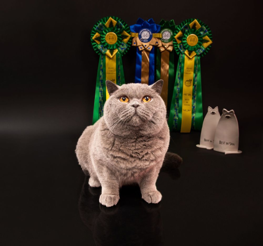 Cats Studio Split Photo Agency
