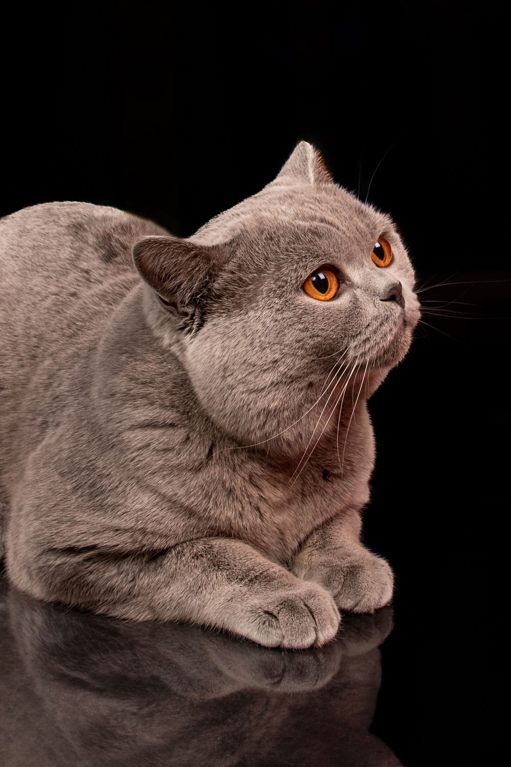 Cats Studio Split Photo Agency