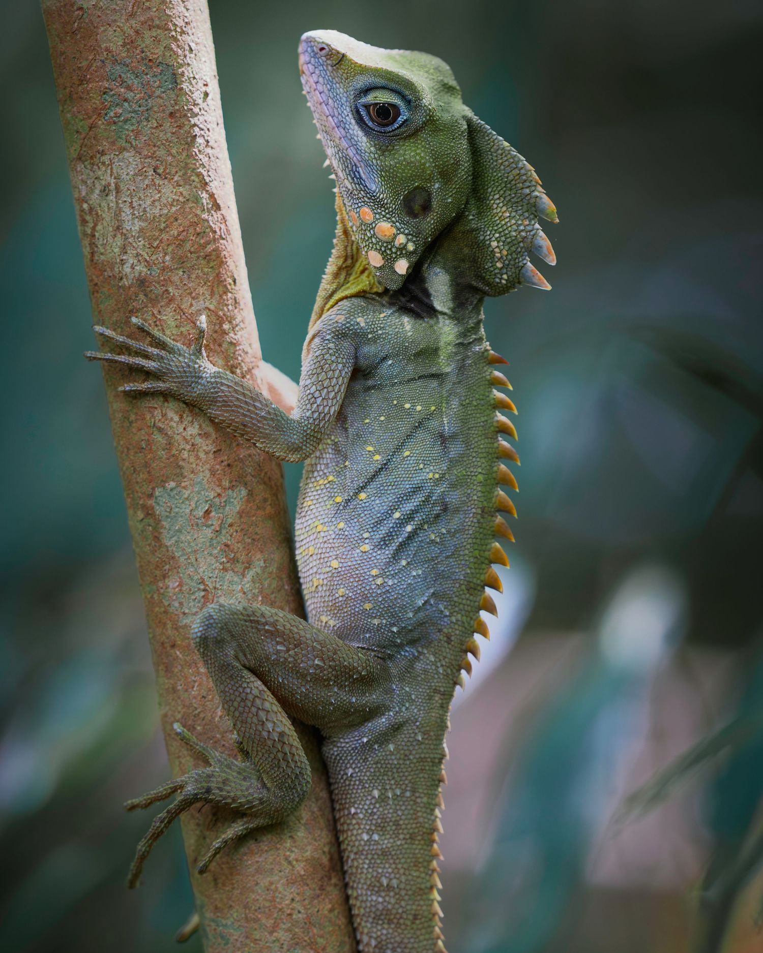 Close-up of a green forest dragon lizard climbing on a tree branch with vibrant blue accents around its eye.