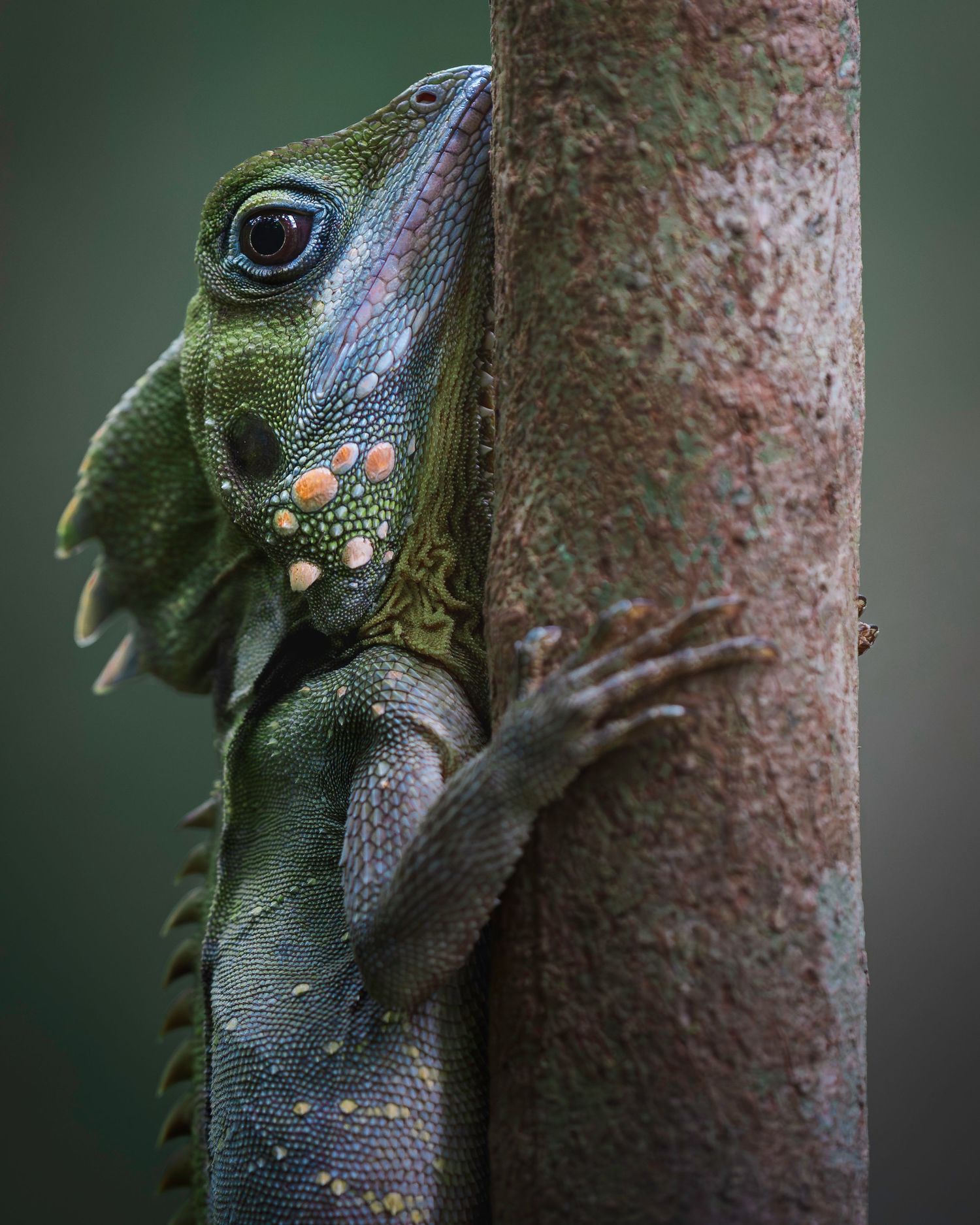 A green tree frog climbs up a brown tree trunk while displaying its vibrant colors and textured skin.