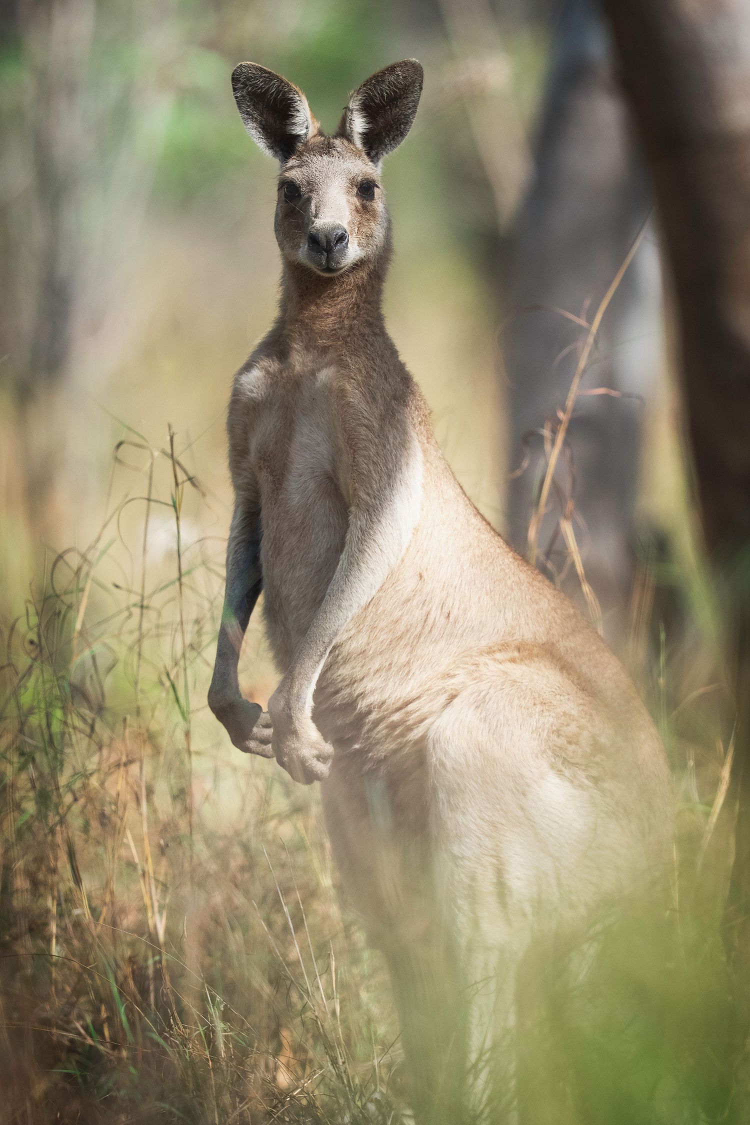 A kangaroo peeks through tall grass in the Australian bush, photographed in a series of close-up portrait shots.