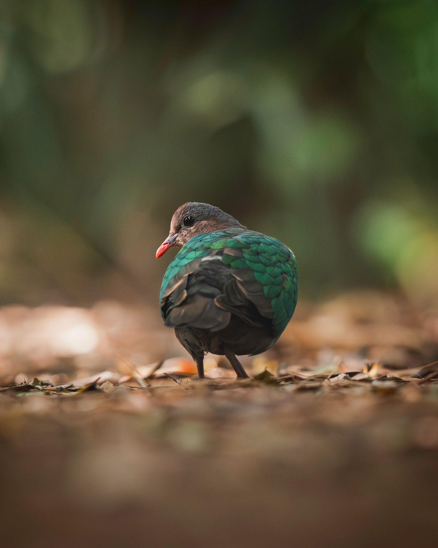 A small dark-colored bird forages among fallen brown leaves on the forest floor in soft natural lighting.