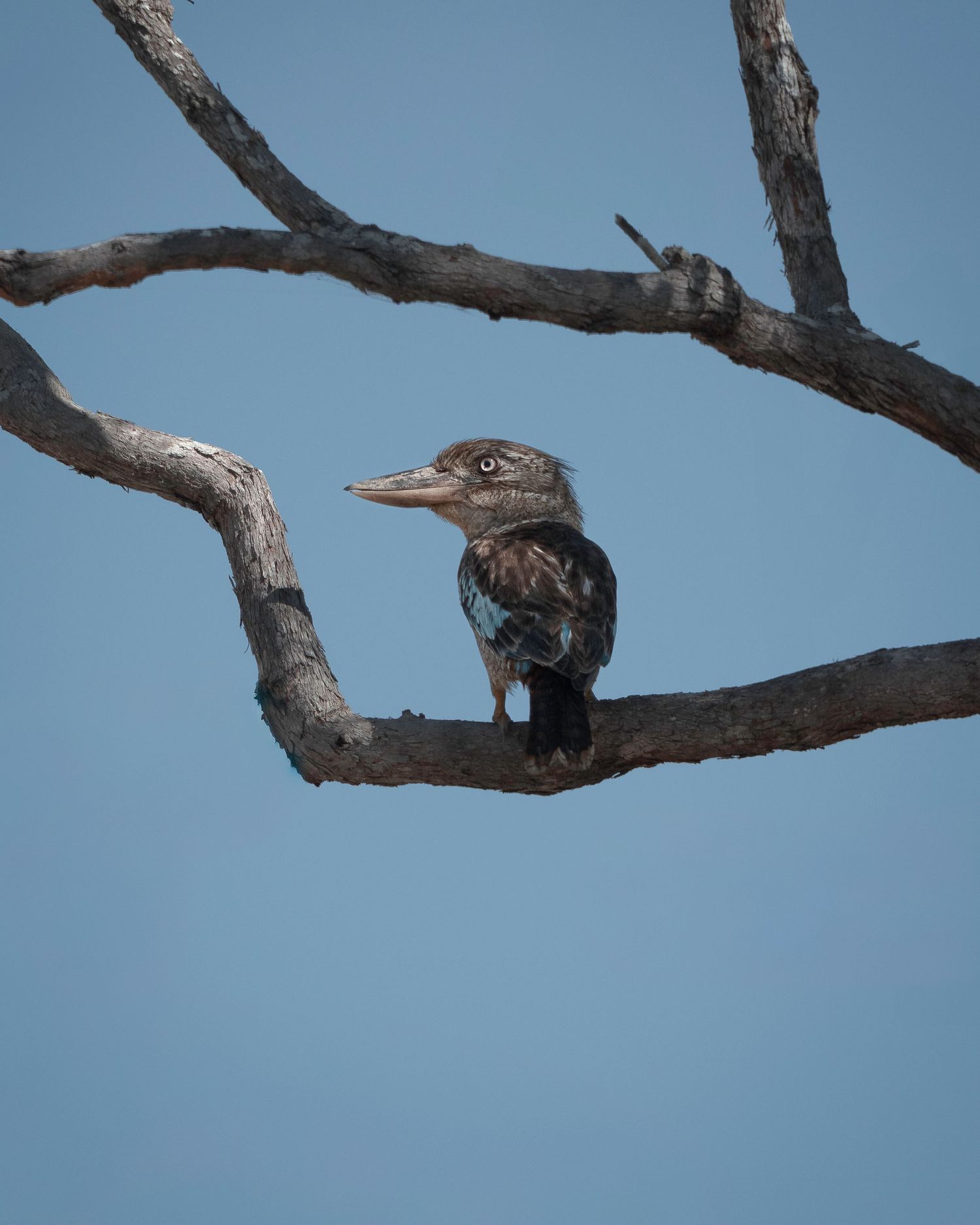 A brown bird perched on a bare tree branch against a bright blue sky background.