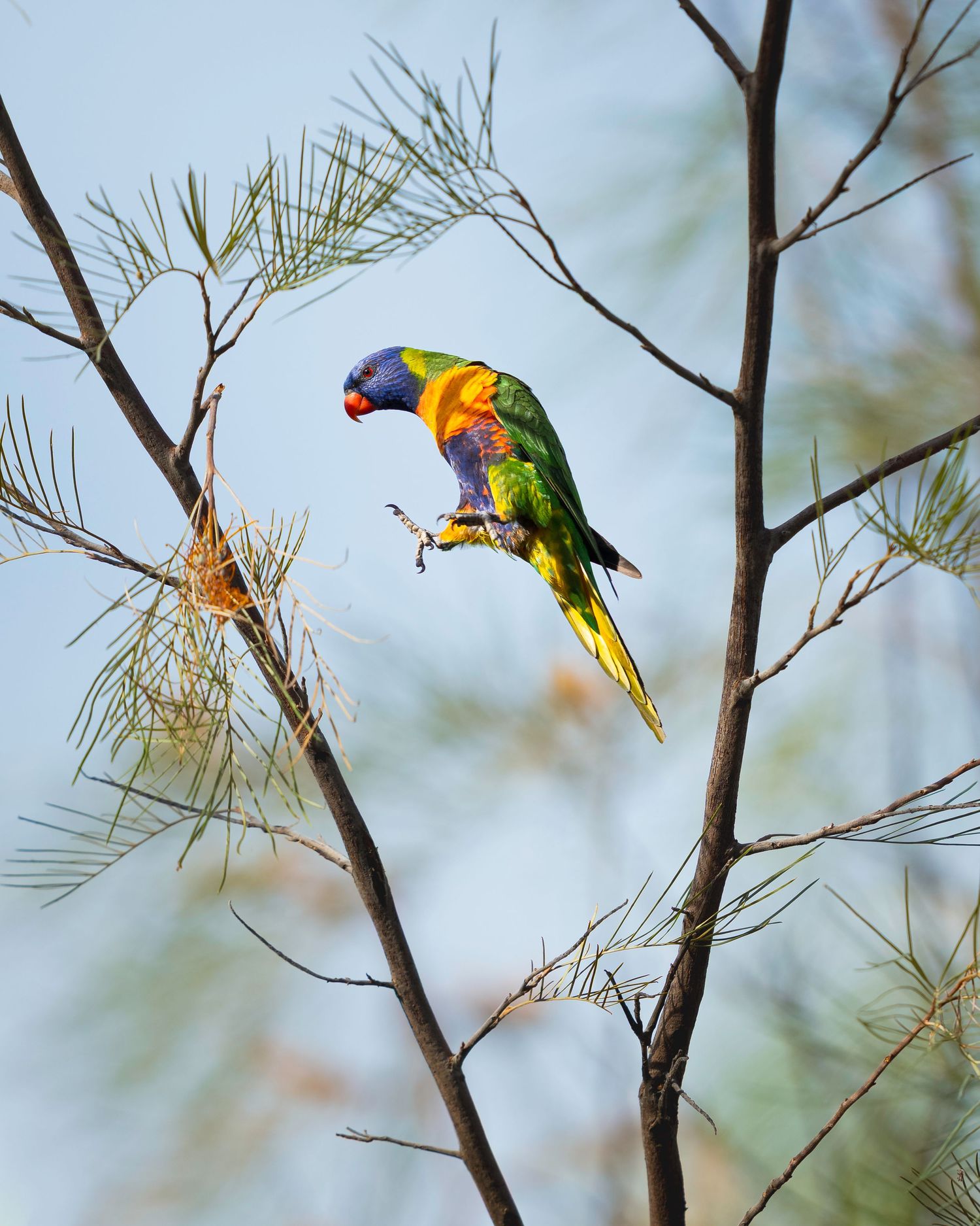 A colorful rainbow lorikeet perches on a thin branch against a soft blue sky background.