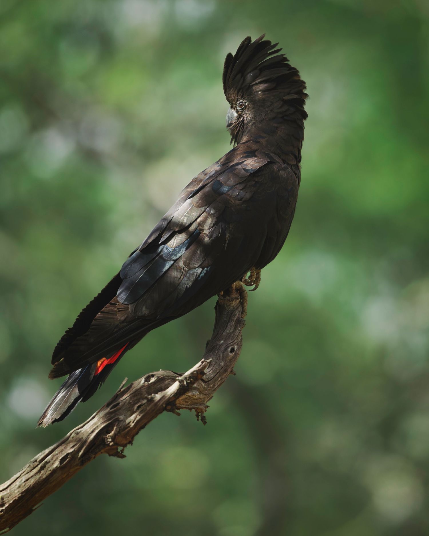 A red-tailed black cockatoo perches on a weathered branch against a blurred green forest background.