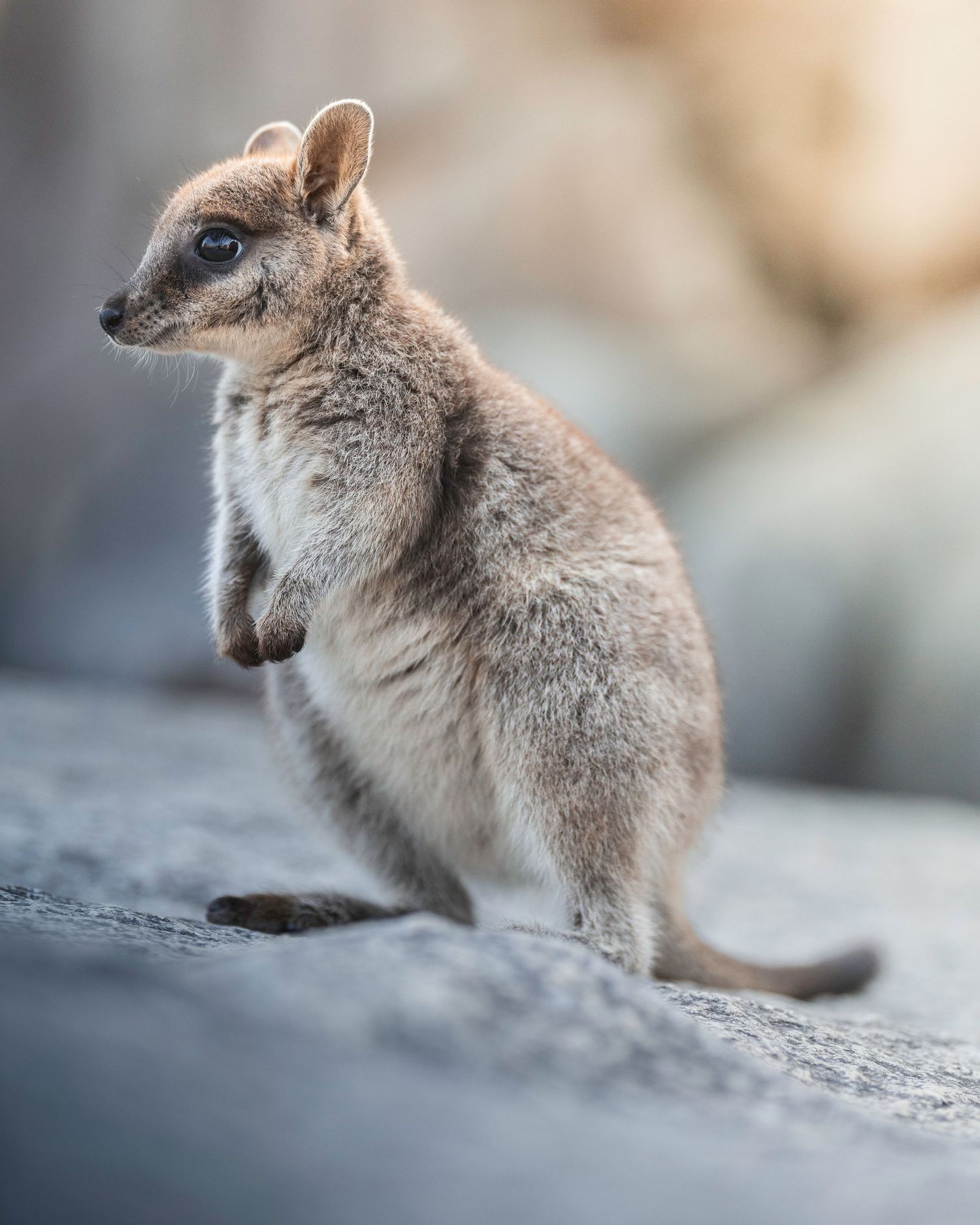 A small rock wallaby with gray fur stands alert on a rocky surface in soft lighting.