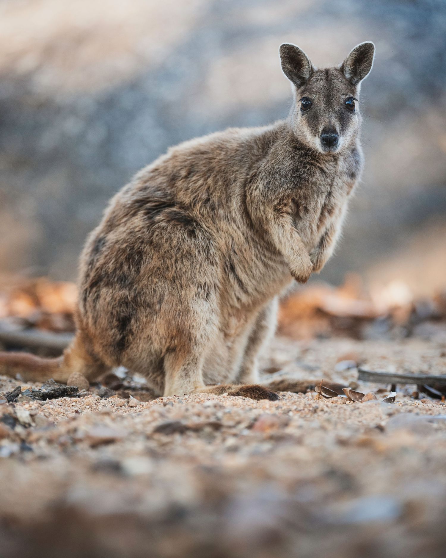 A coyote rests on fallen leaves in a forest setting with soft bokeh background effect.