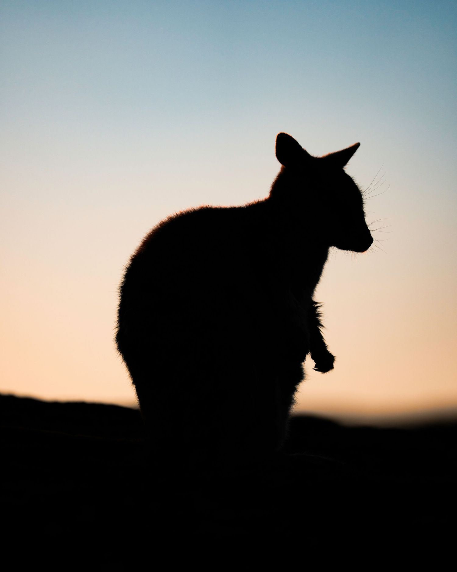Silhouette of a kangaroo against a sunset sky with a soft gradient from blue to orange.