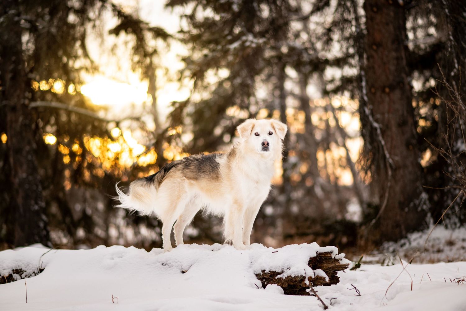 White dog standing on snow in a winter forest with golden sunset light filtering through pine trees.