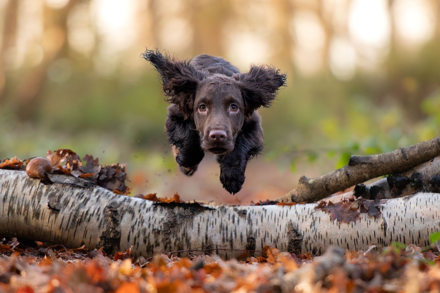 Black cocker spaniel dog leaping over a fallen log in an autumn forest in Yorkshire, Lincolnshire, Peak District, Sheffield, Doncaster.
