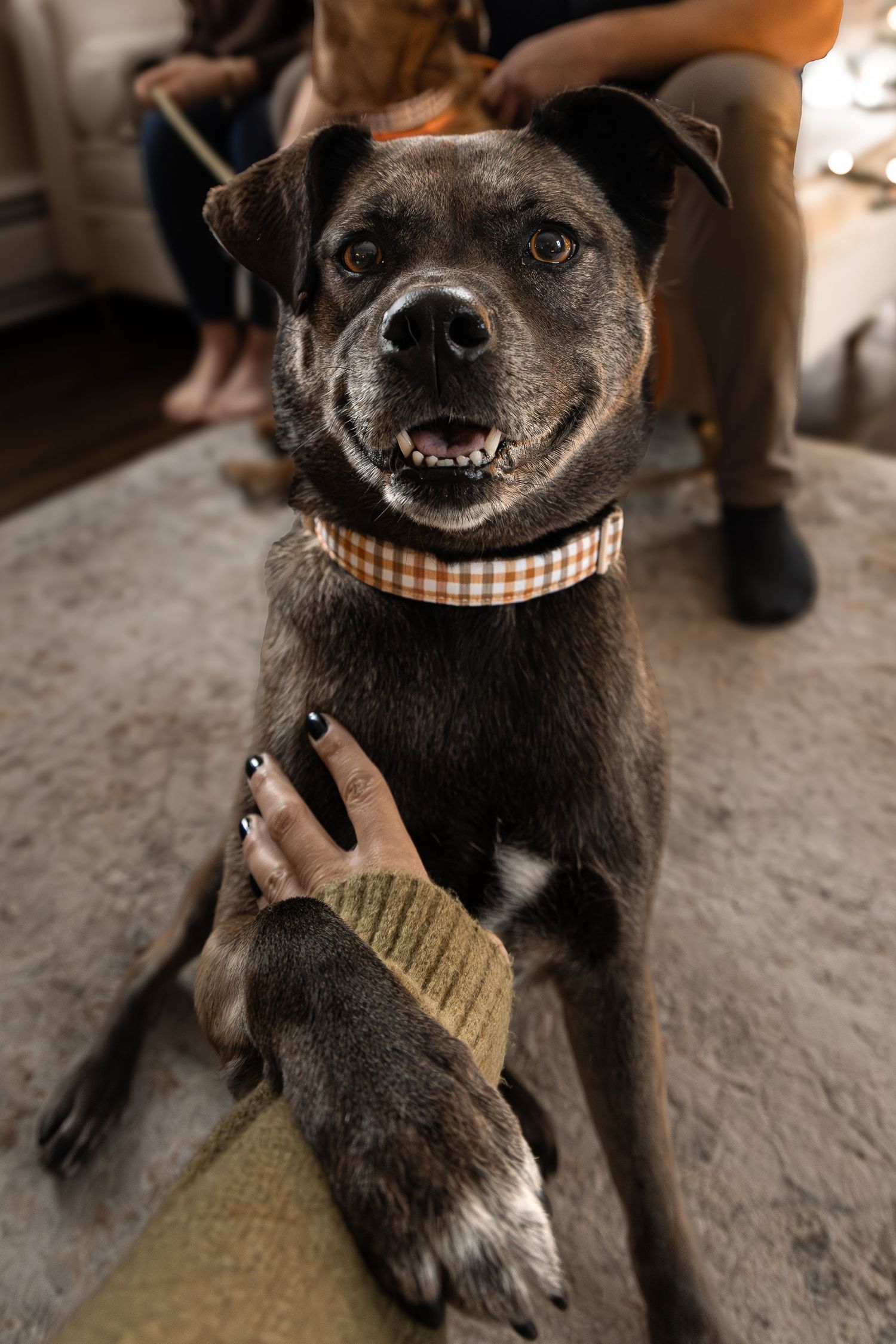Small black Chihuahua dog wearing a checkered bandana shows off playful expressions in a series of close-up photos.