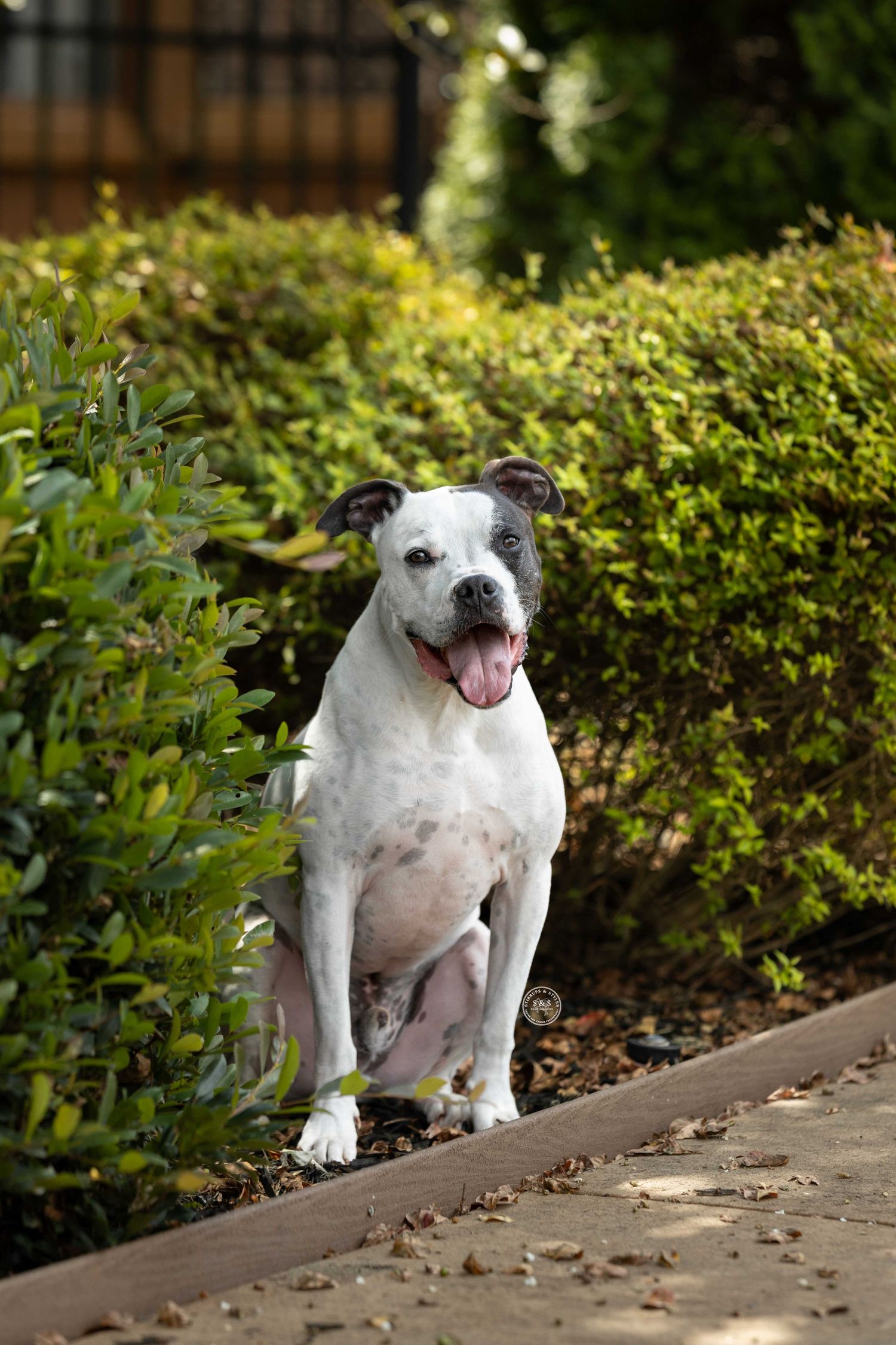 A dog posing for camera