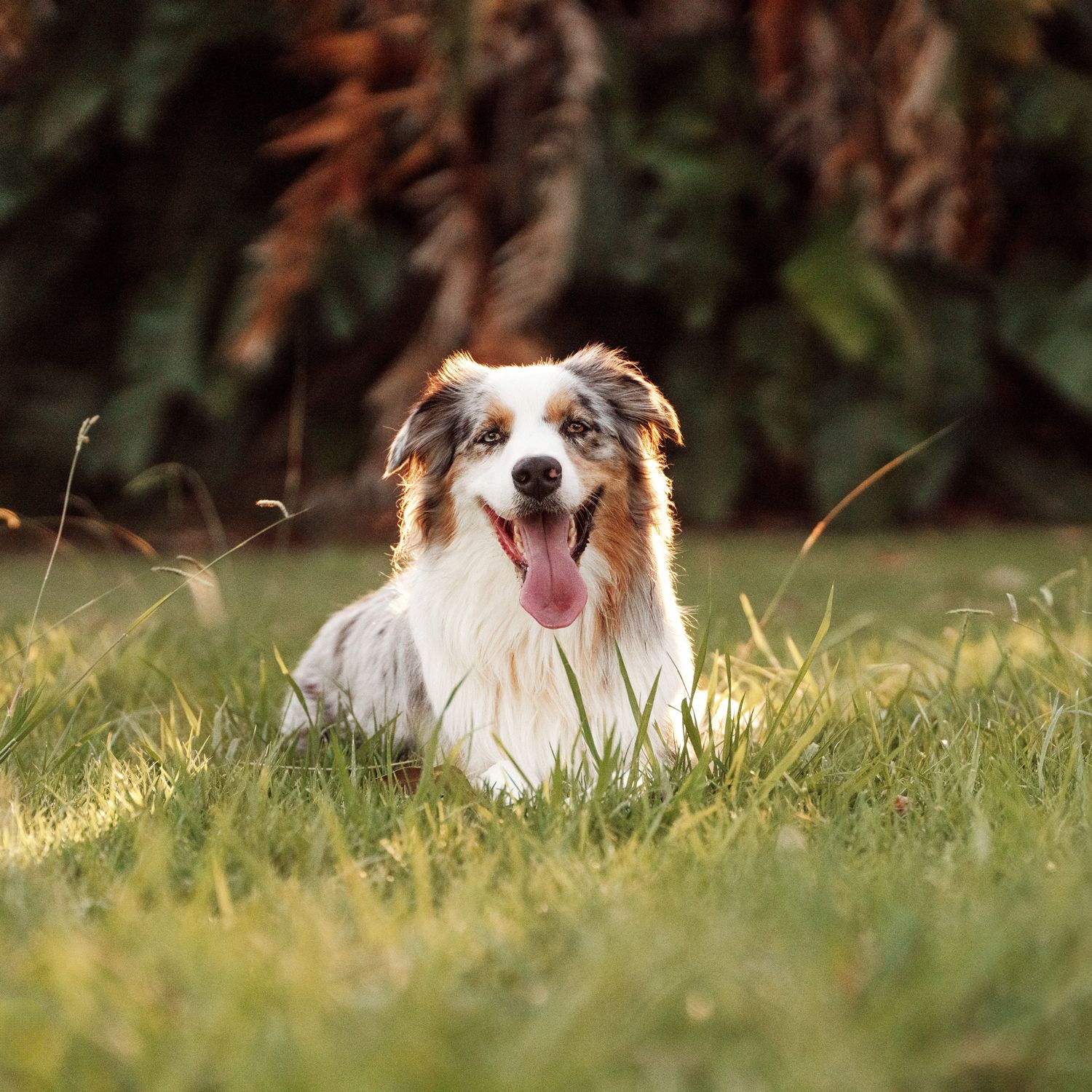 Australian Shepherd dog lying in the grass during a golden hour photoshoot in Mosman, Sydney