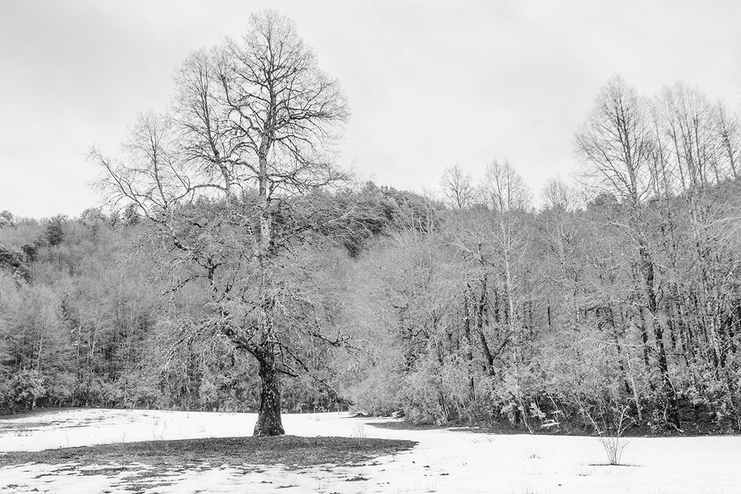 INVIERNO, ARBOL, PUCON