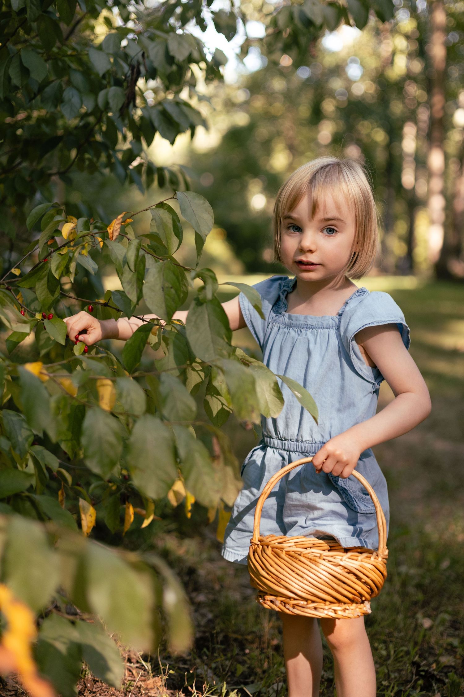 A girl holding a basket picks berries.