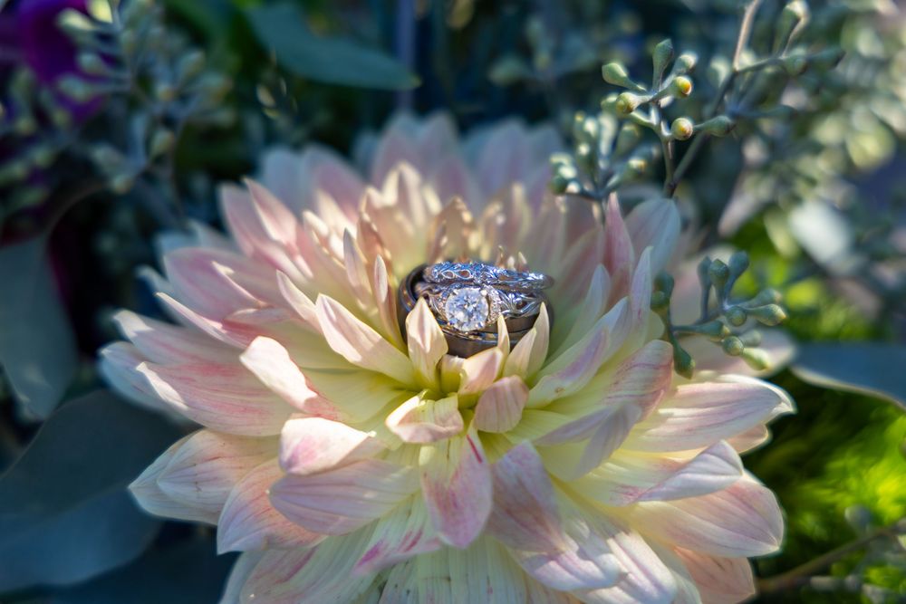 Delicate pink and cream dahlia flower blooms with ruffled petals glowing in natural sunlight.