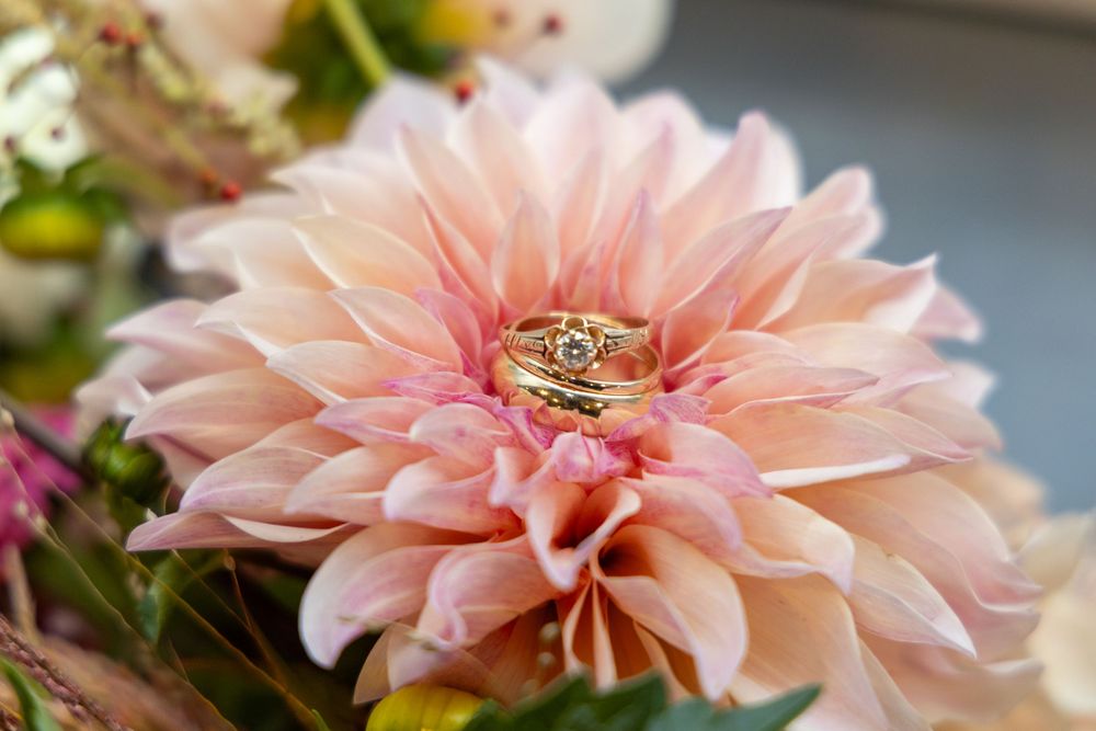 Close-up shots of delicate pink dahlia flowers with soft petals.