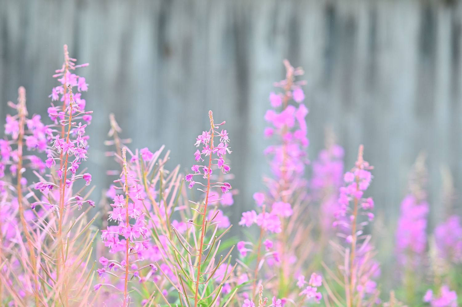 Foto av rallarrosor vid en lada en sommardag
Porträttfotograf: Josefina Nordström "Josefina Fotografen"