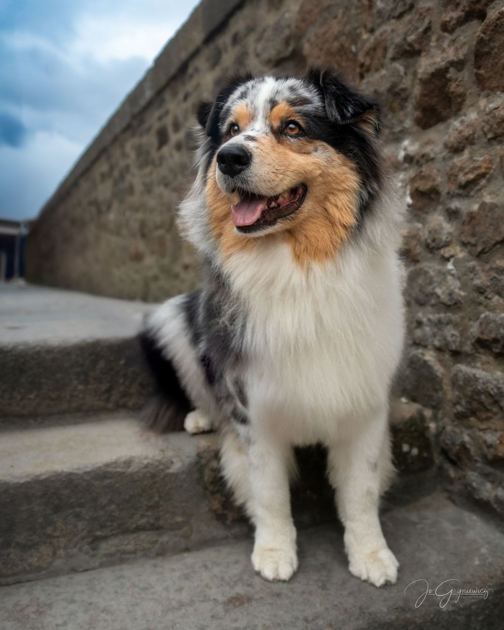 Australian shepherd in Mont-St-Michel