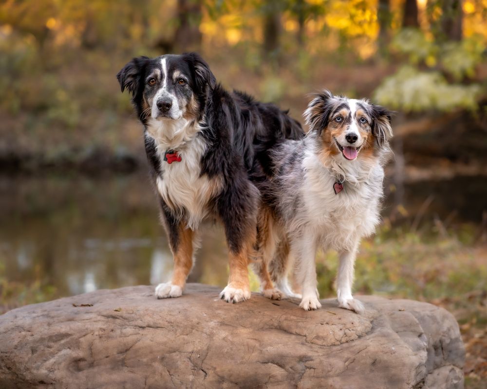 Dog portraits of Australian shepherds in a nature setting