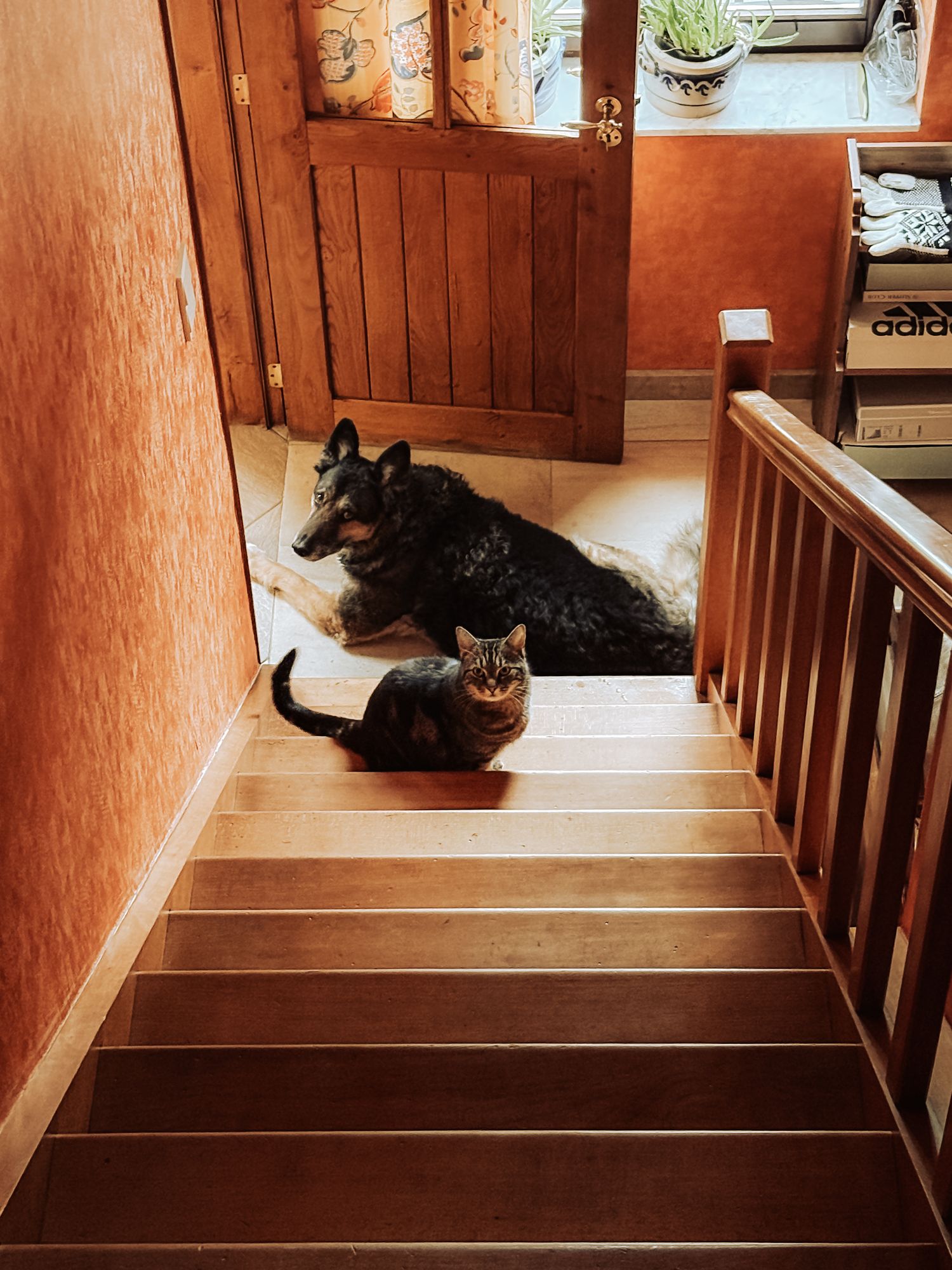 Photographe de chien en Belgique