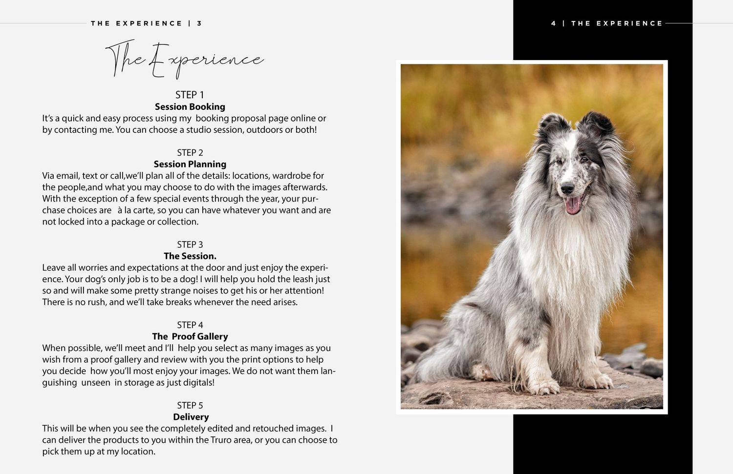 A fluffy blue merle Sheltie dog poses outdoors in warm autumn lighting.