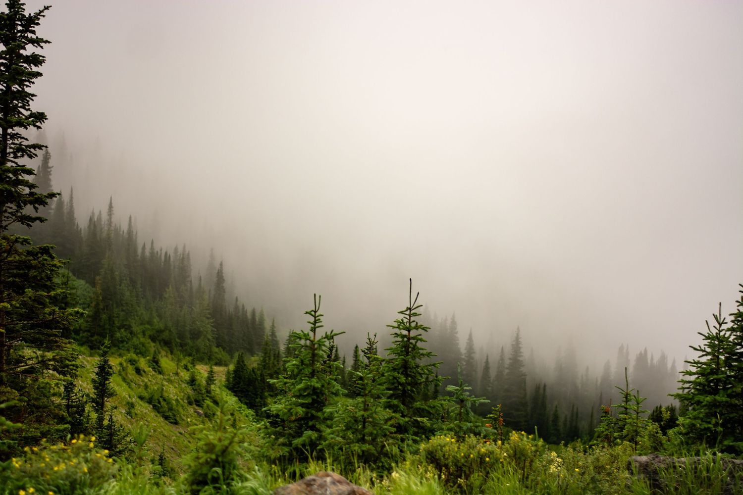 Misty mountain forest landscape with evergreen trees silhouetted against foggy sky.