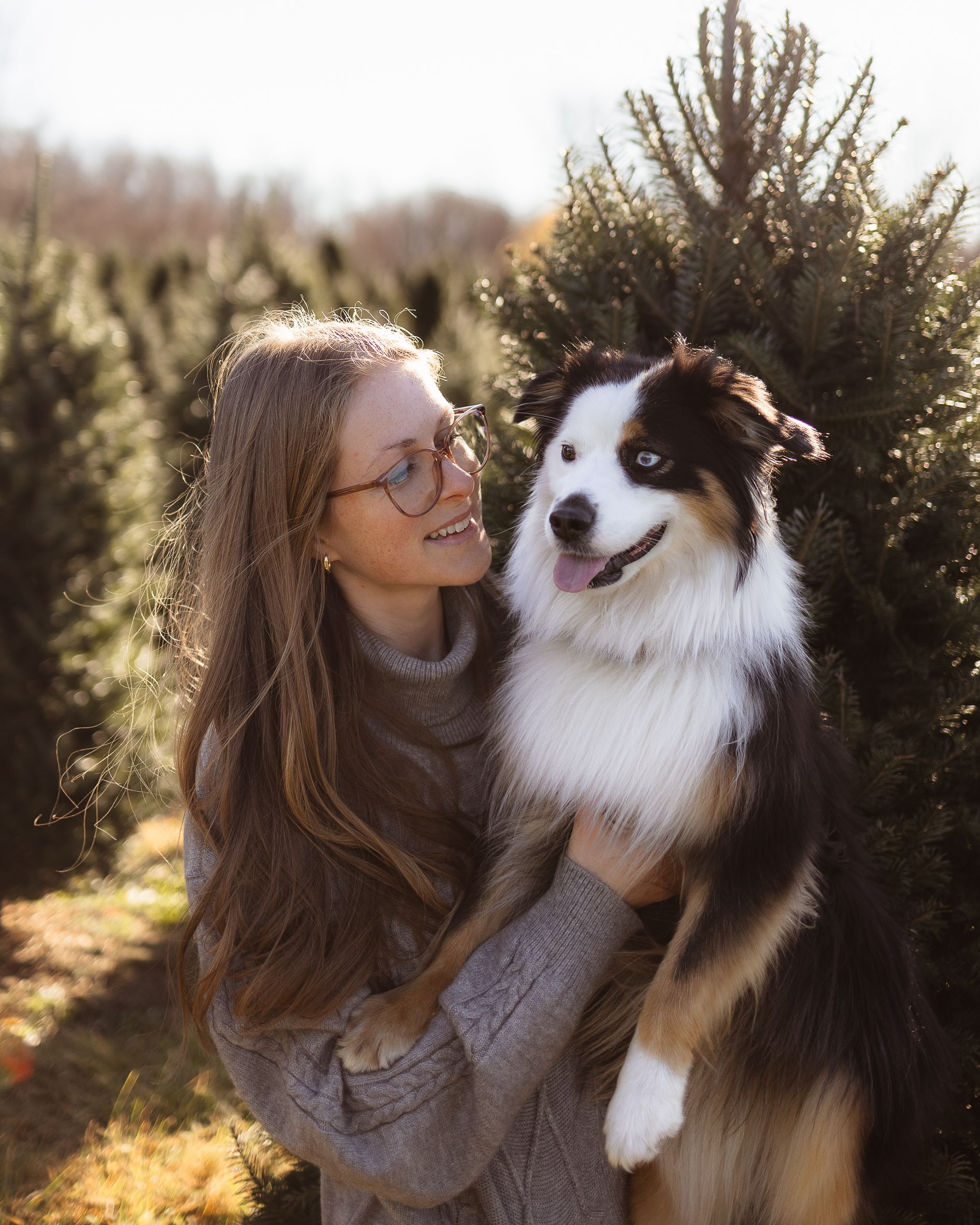 An Australian Shepherd and companion share a joyful moment among Christmas trees.