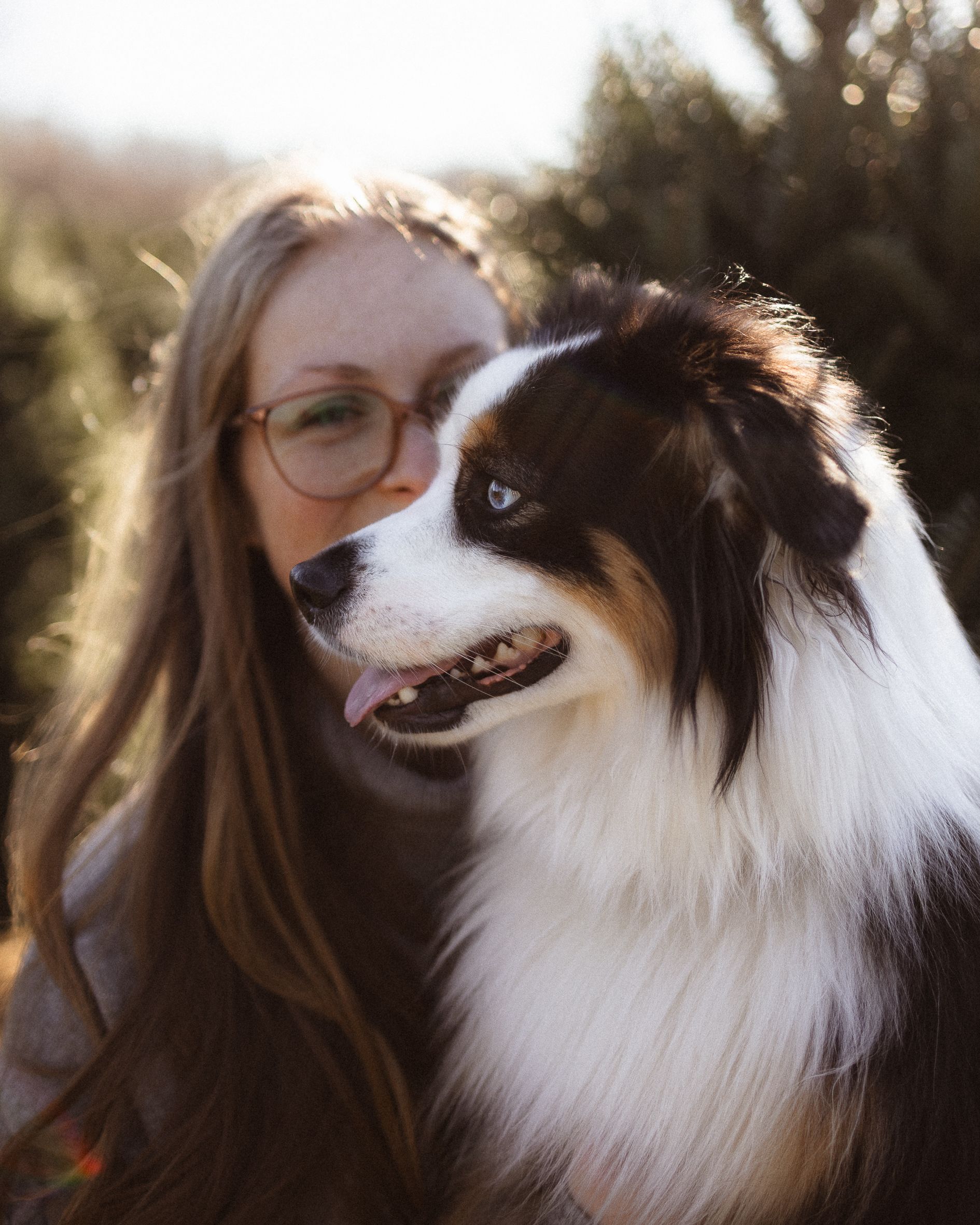 A beautiful Australian Shepherd dog poses with companion at a tree farm.
