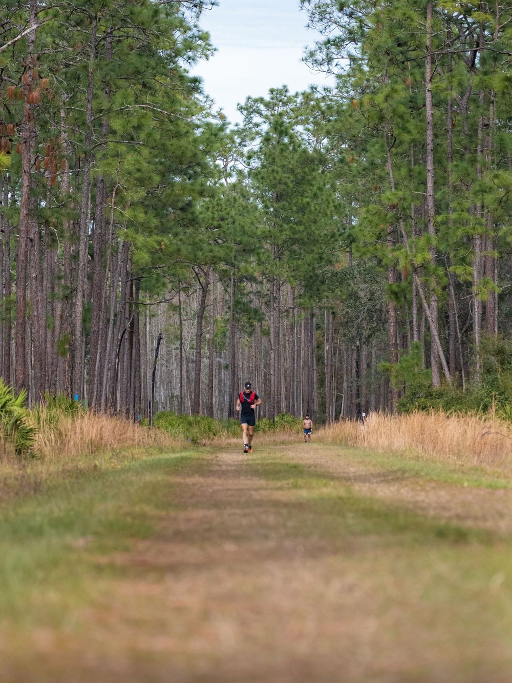 Trail runner and dog on dirt path through tall pine forest.