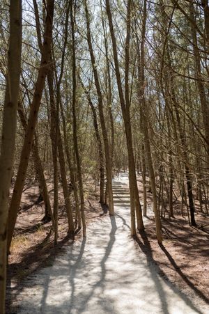Scenic forest trail panorama with bare trees and sunlit snowy ground.