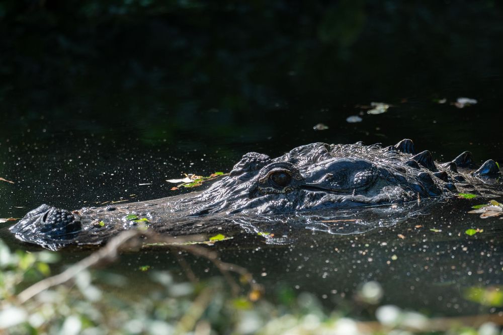 Close-up view of a large alligator submerged in dark water with ripples and reflections.