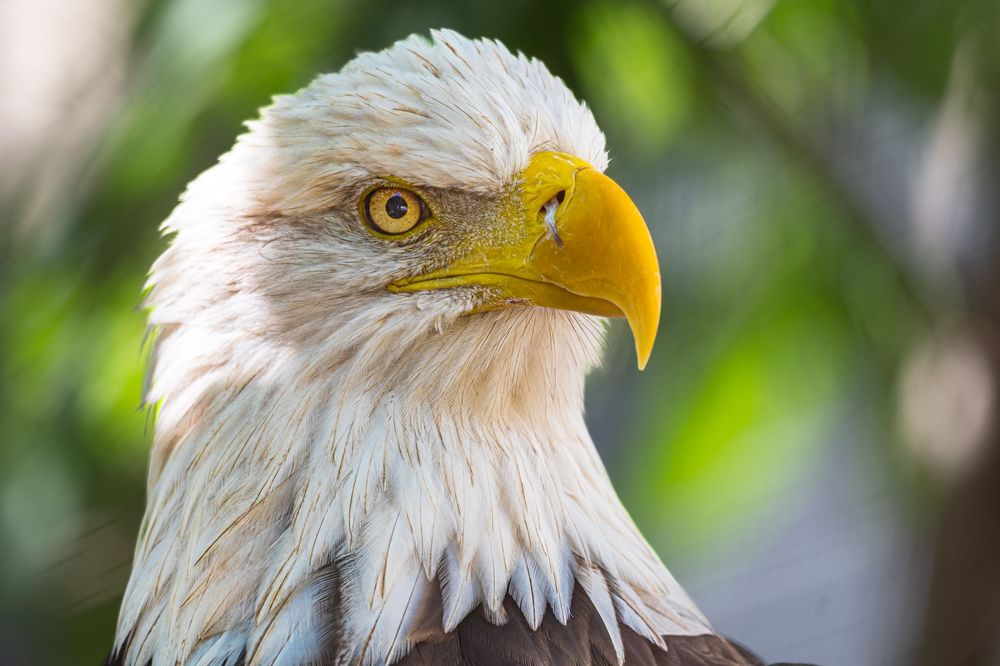 Majestic bald eagle portraits showing white head feathers and sharp yellow beak against green background.