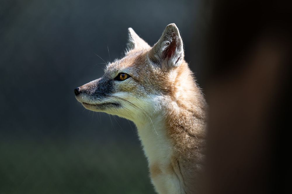 Profile views of a coyote in natural lighting showing detailed facial features.