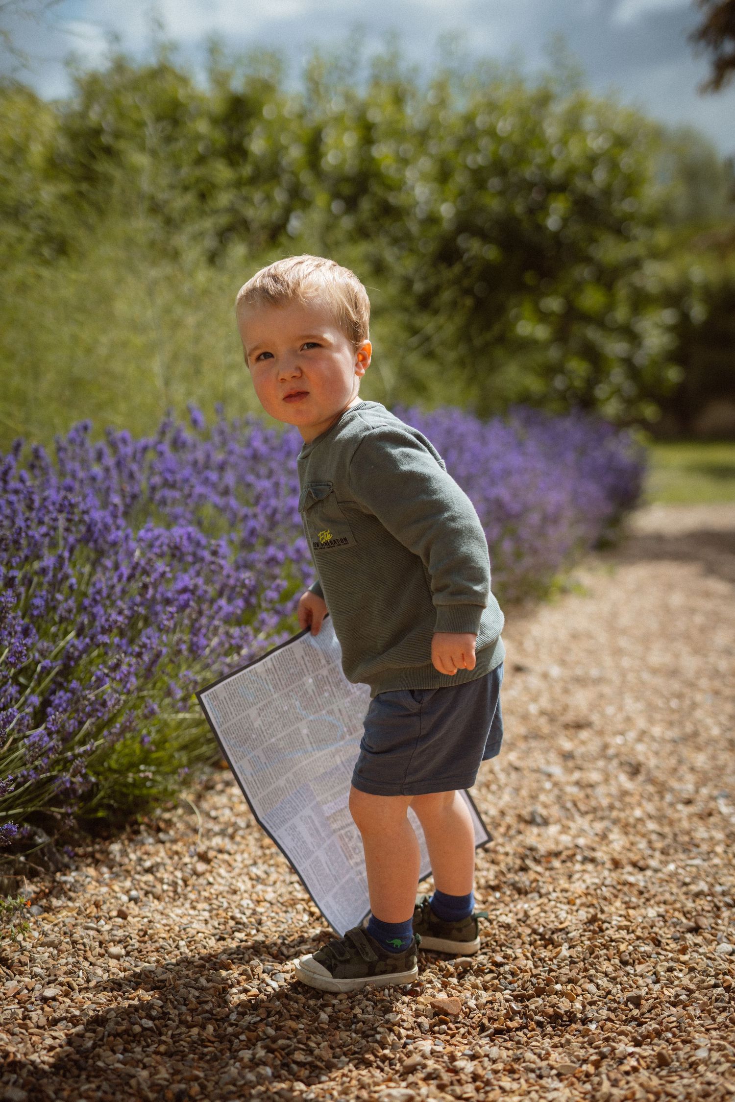 Young child in a gray sweater stands on a gravel path next to blooming purple lavender flowers holding papers.