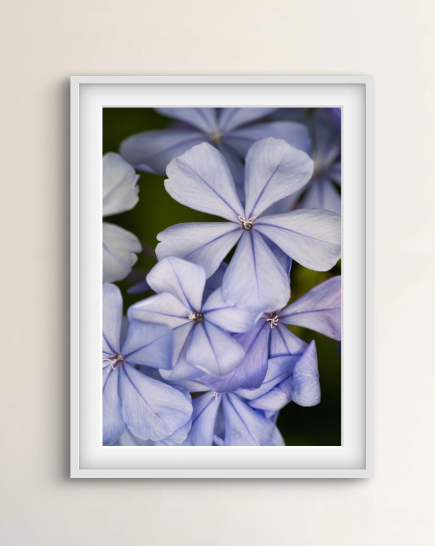 Fine art photographic print of violet plumbago in macro detail