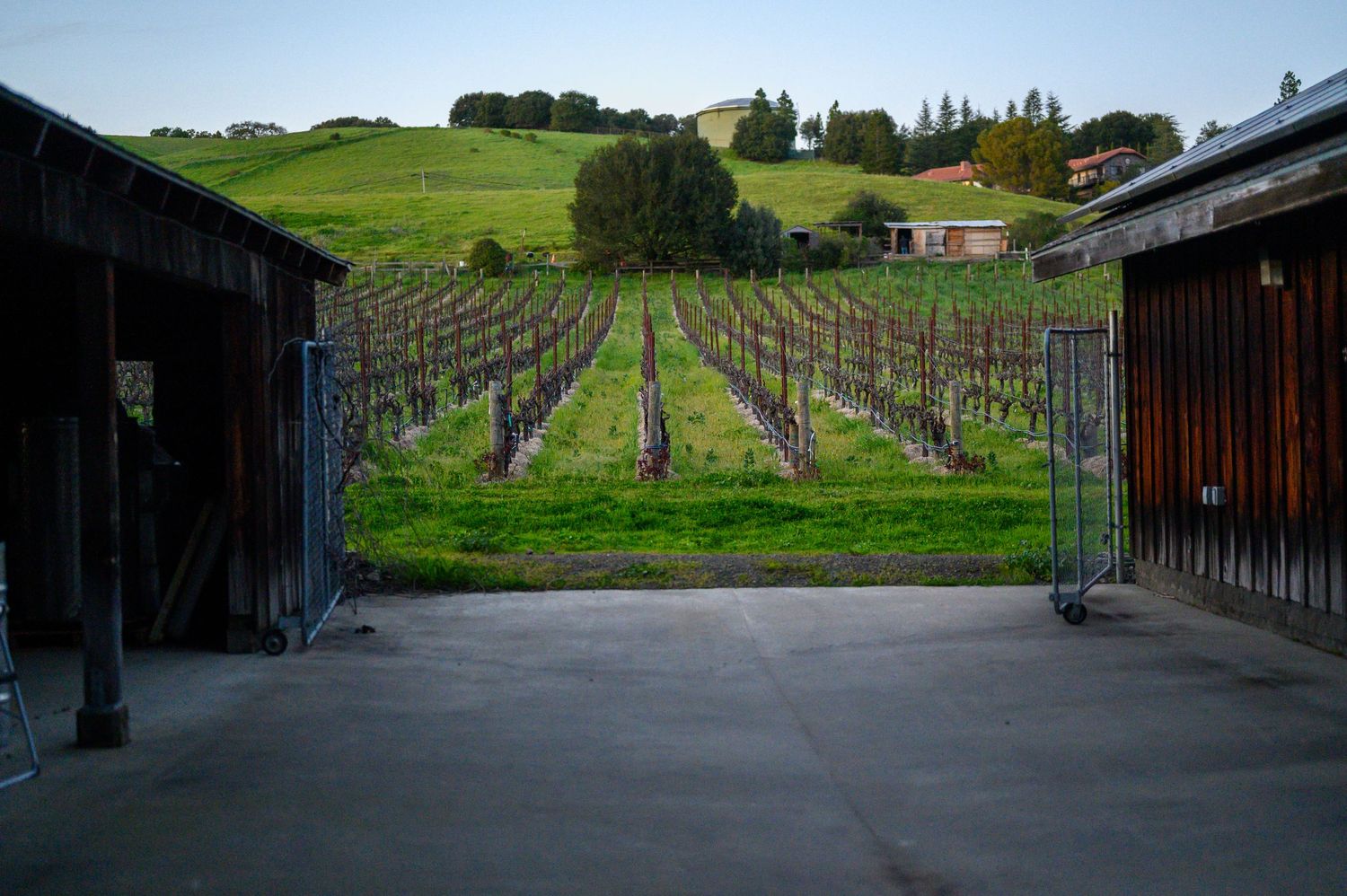 A scenic view through rustic wooden structures reveals neatly planted vineyards on a lush hillside at Reid Family Vineyards, Napa Valley