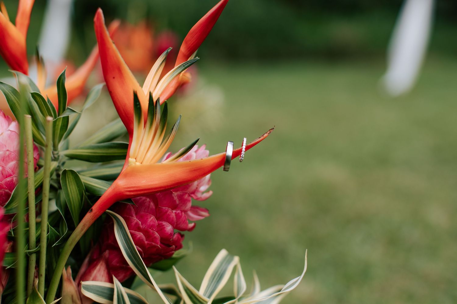 Close-up detail shot of bride's ring set hanging from a leaf during a secret elopement in Kauai, Hawaii